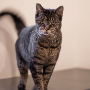 Franklin