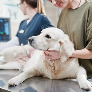 ultrasound-img-1