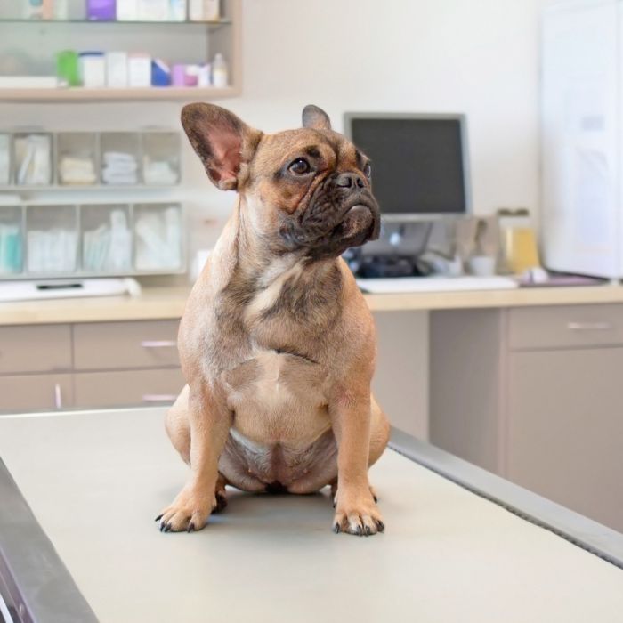 Laboratory-img A dog sitting on a table in a veterinary office