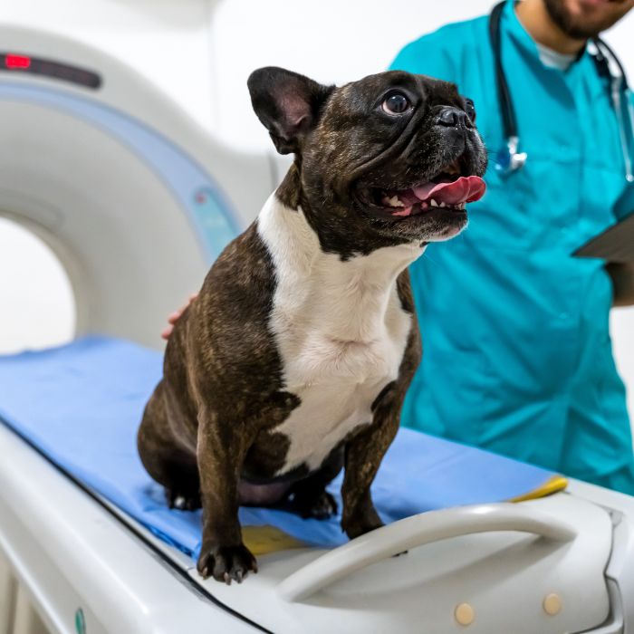 Radiographic A dog calmly sitting on an MRI table