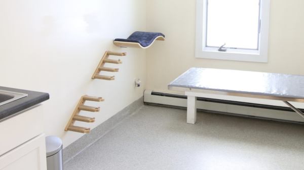 cat exam room view